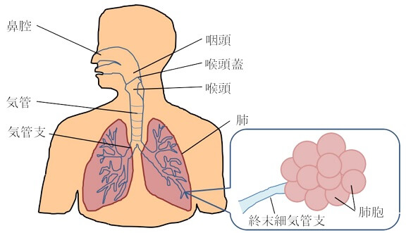 呼吸とじん肺